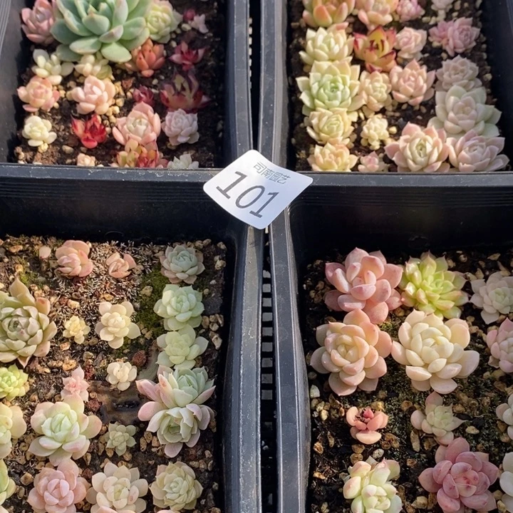 101 多肉植物盆栽花卉