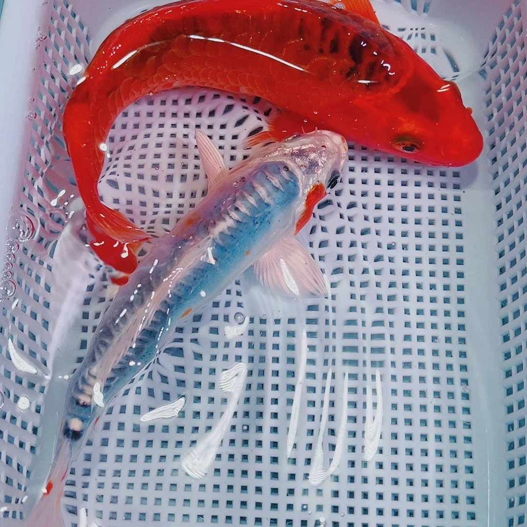 锦鲤锦鲤冷水鱼观赏190