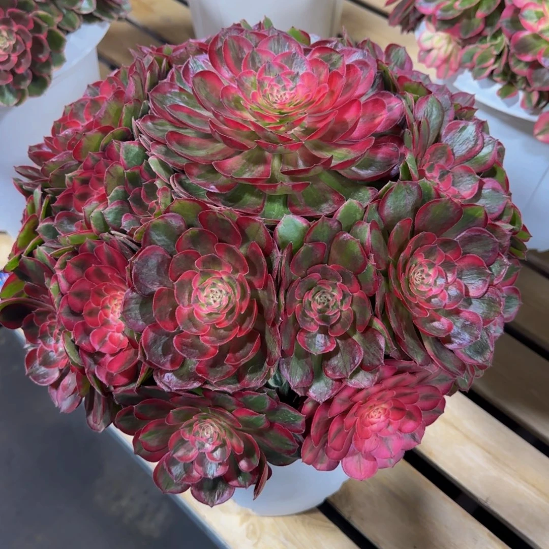 邹***白桃花坞精品法师锦