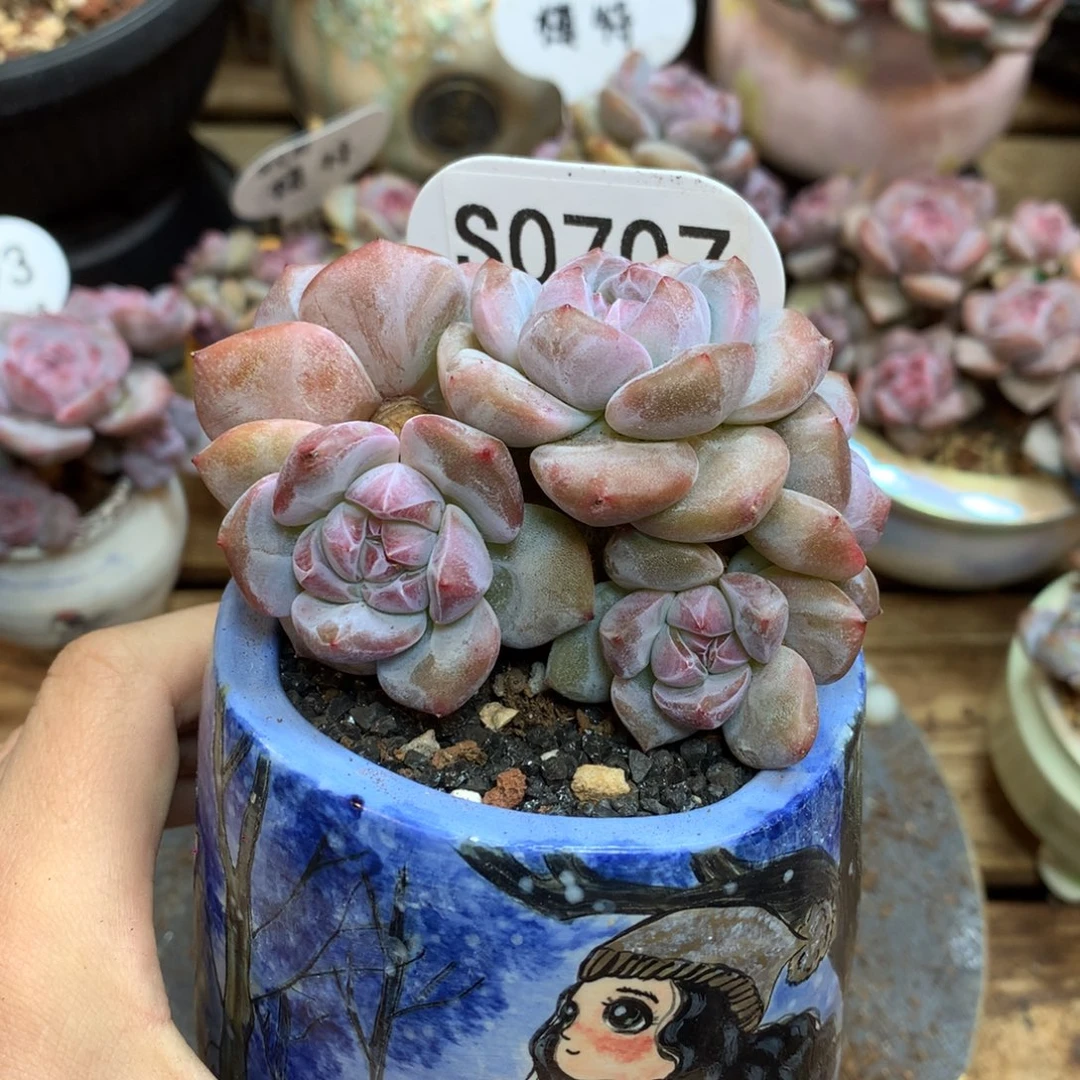 S0708 突尼斯 模特同款小树