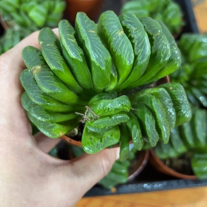 多头翡翠绿玉扇多肉植物