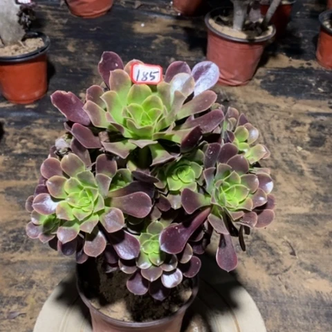 欧嘉莉捧花一物一拍