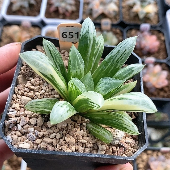 红陶651爱心寿锦一物一拍