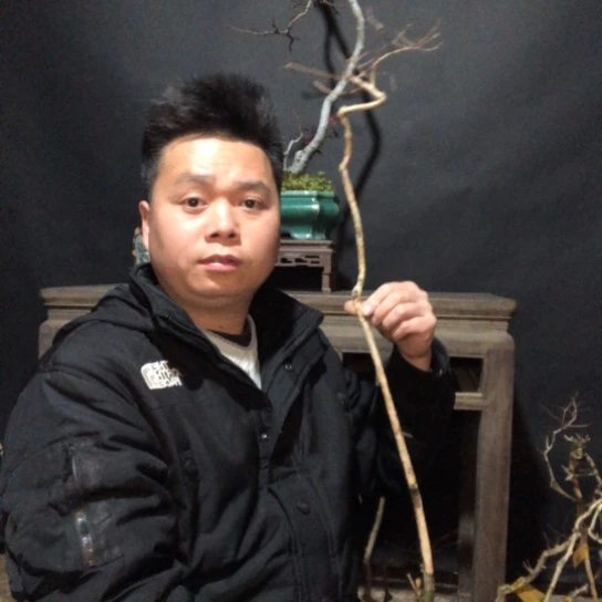 盆景素材盆栽绿植