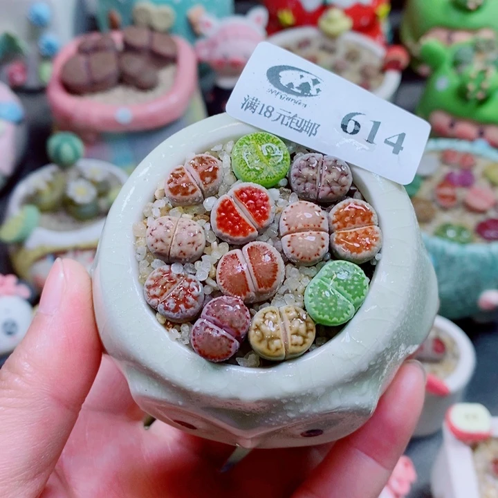 生石花花花花花花614