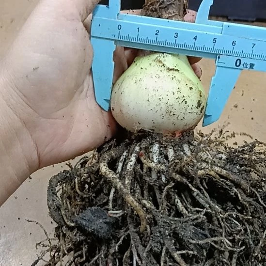 无花朵皮皮虾5.4裸球发货