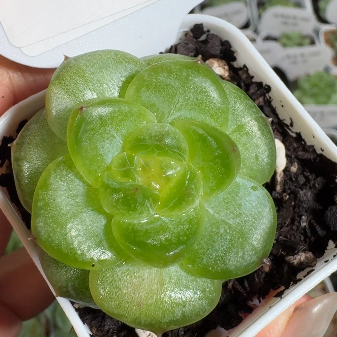 0708-041-蟠桃单头