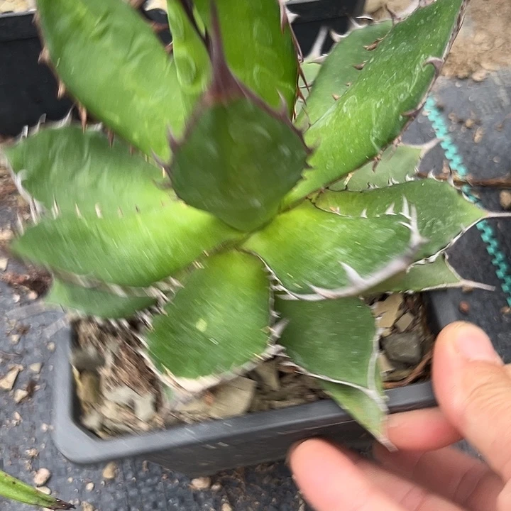 霍利达246799000900