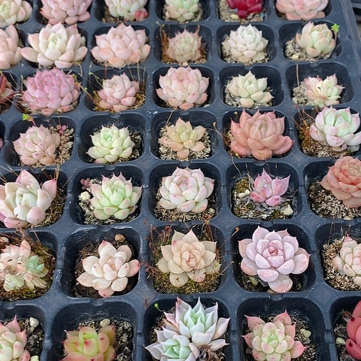 232 多肉植物盆栽花卉植物