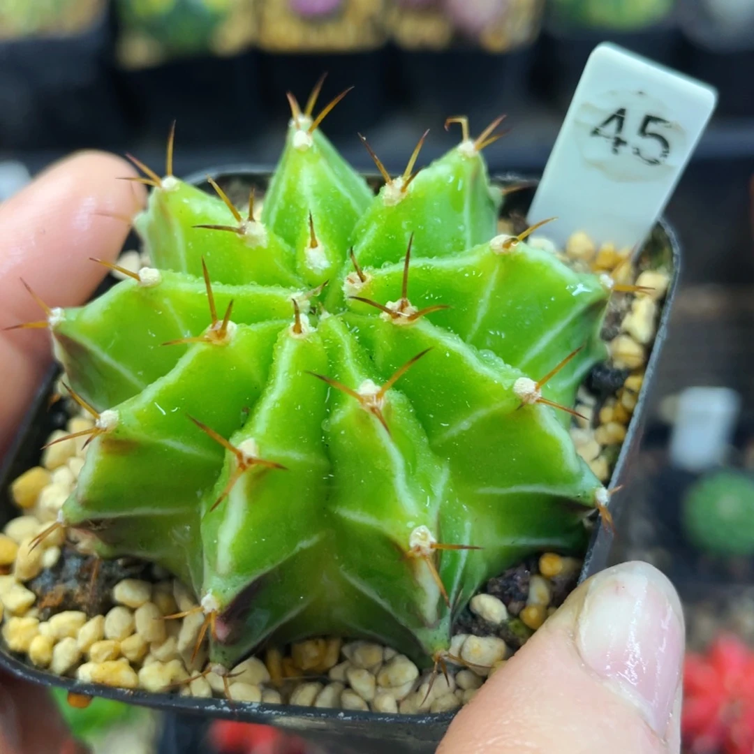 青苹果肋骨盆5公分满25包邮裸根发货