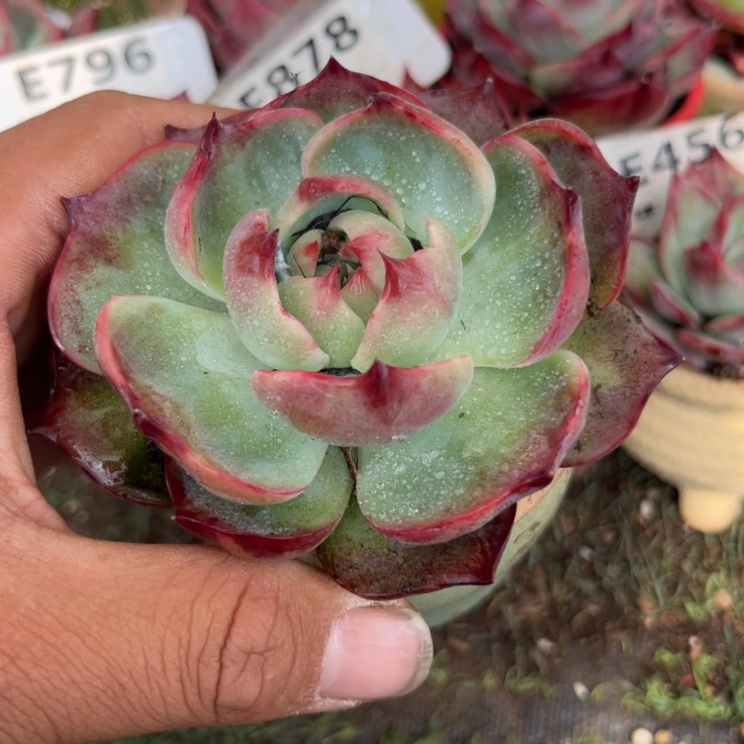 惊鸿一瞥的634号楼