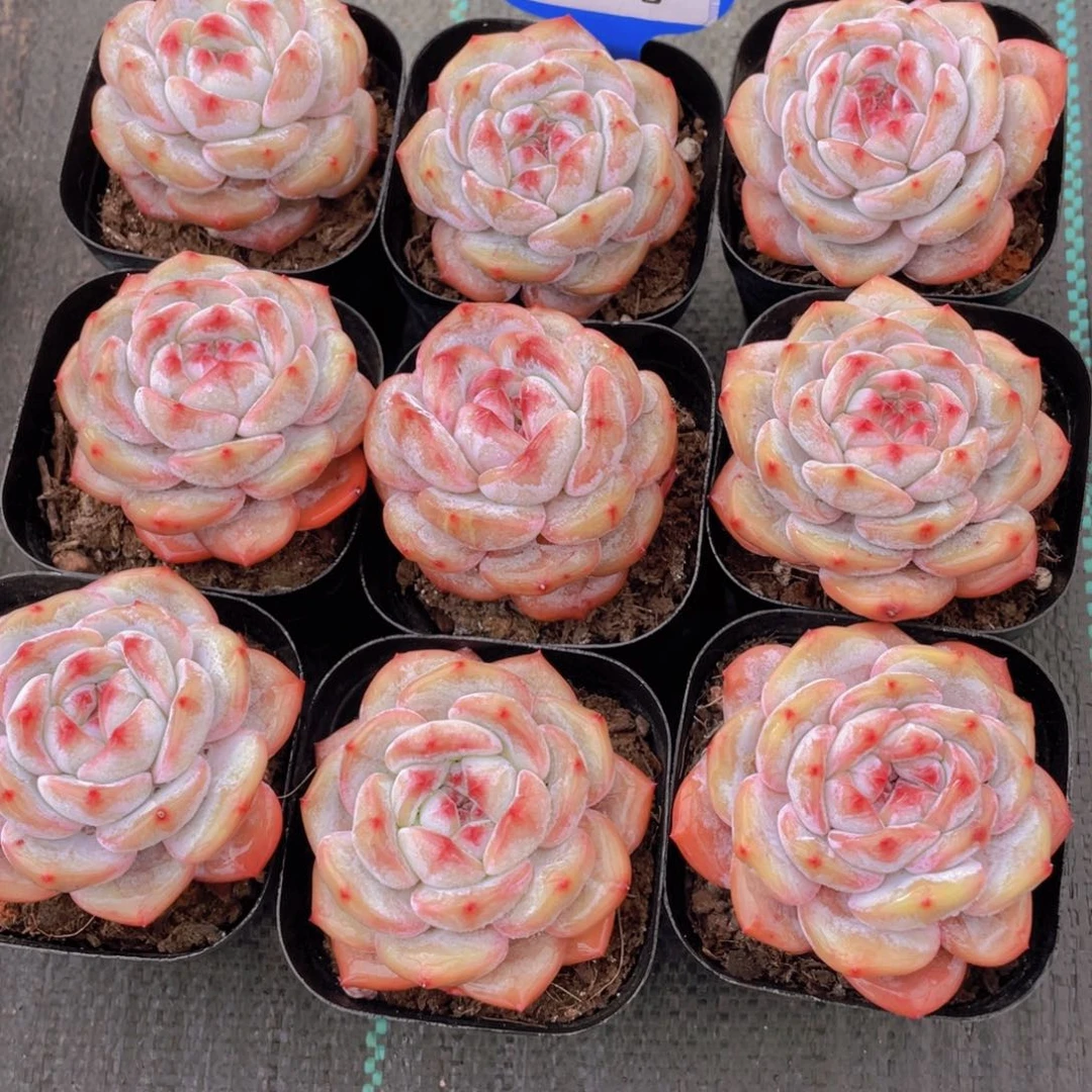 335号 全状态紫皮石榴籽星影单头两个