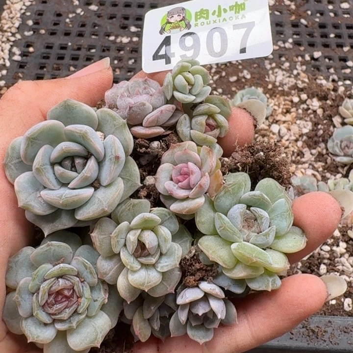 多肉植物多肉植物