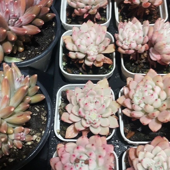 魅影锦22.8一盆8888888