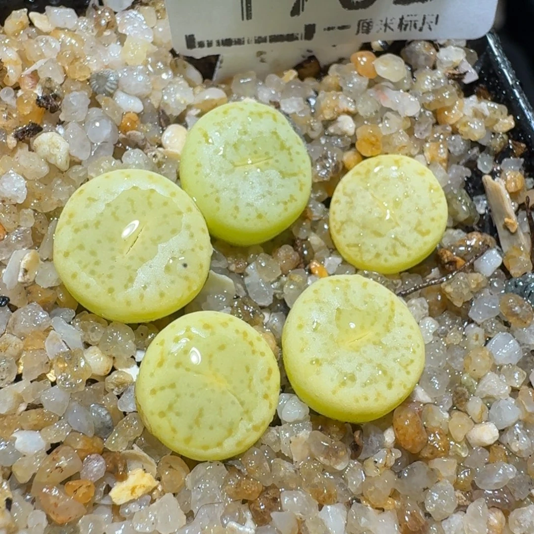 zzz好可爱的生石花1732