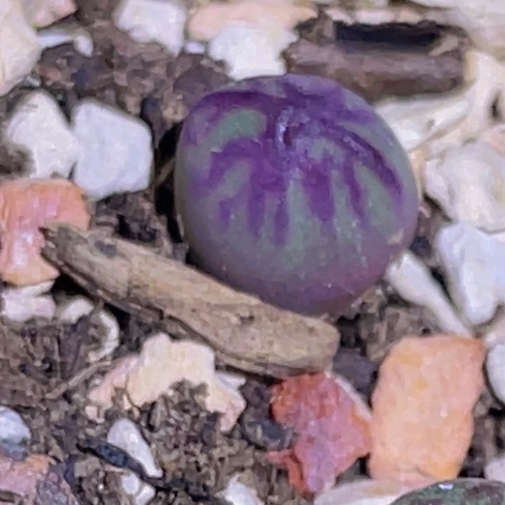 48888665895895788887