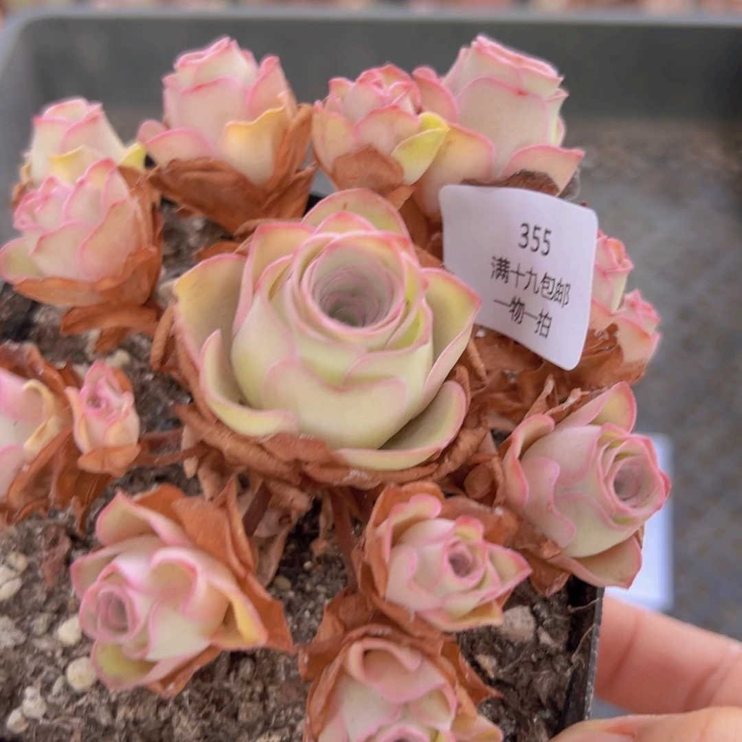 355 山地玫瑰基地福利无售后