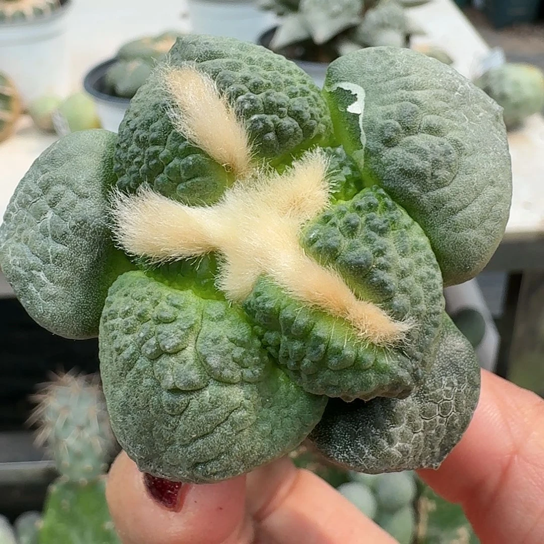 【闪购商品】无花朵汇**浦连山337