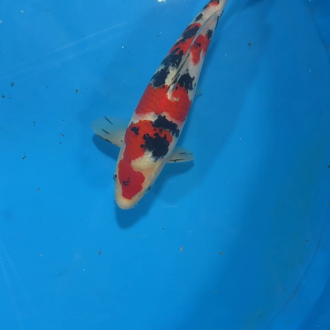 海水爱屋大正锦鲤！！
