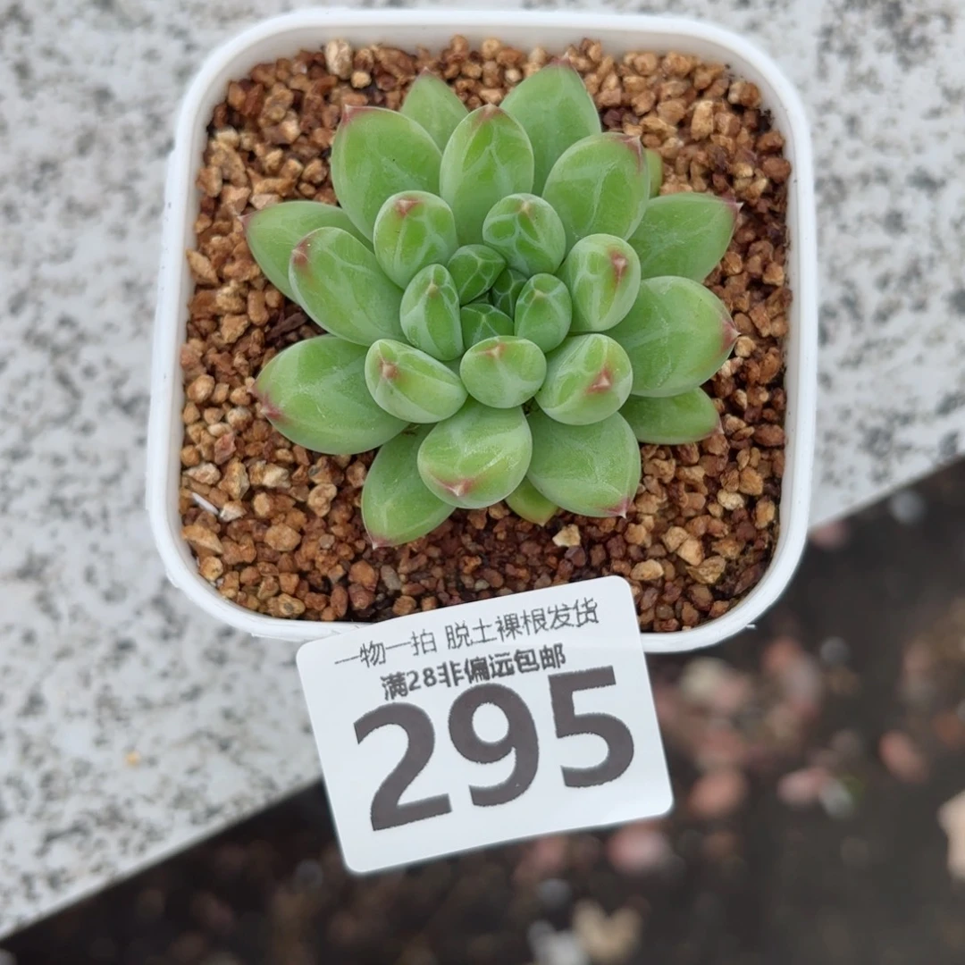 青花瓷单头无盆土发货