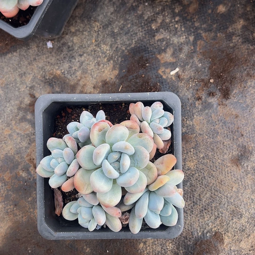 香水奶酪多头造型精品