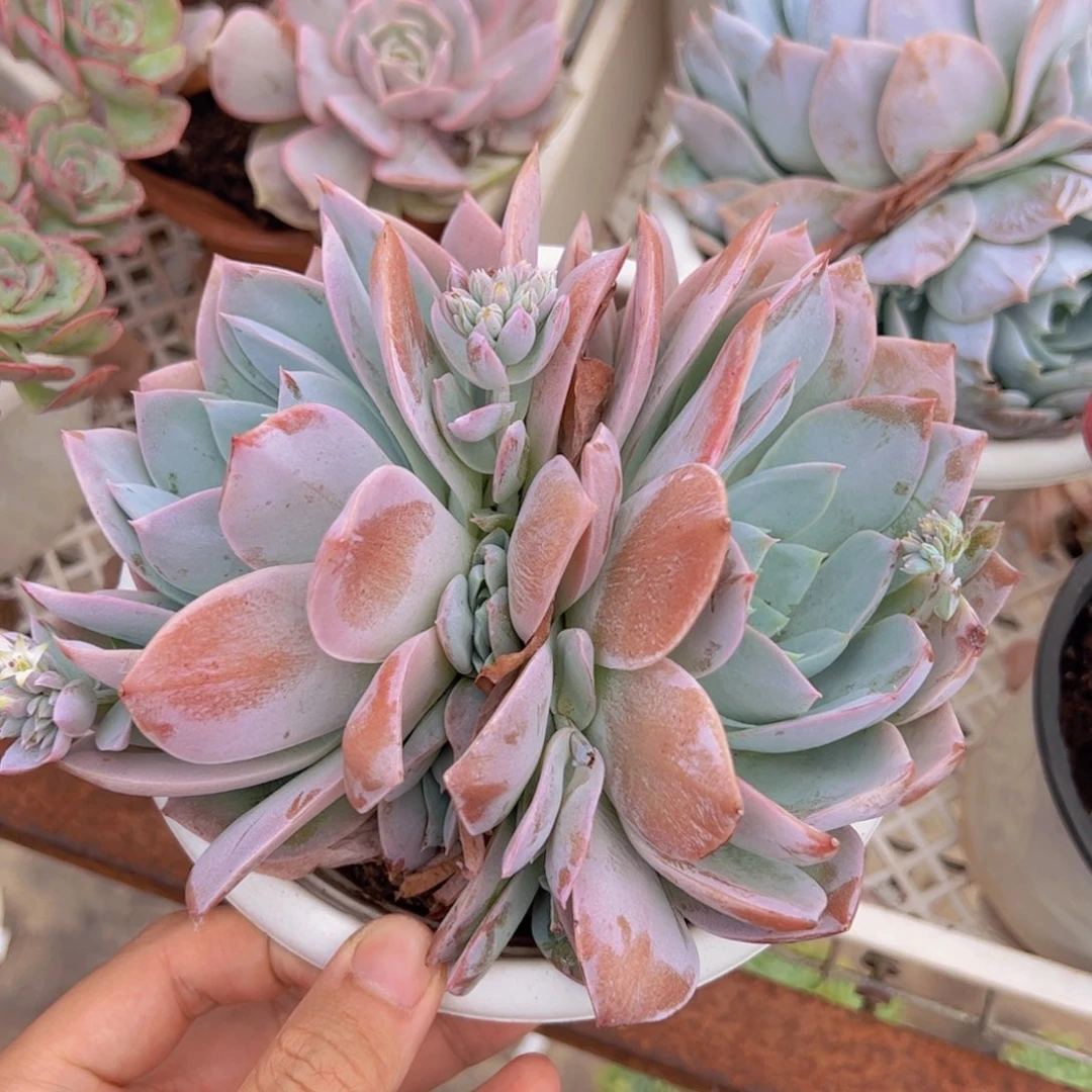 木樨甜心双头起发精品