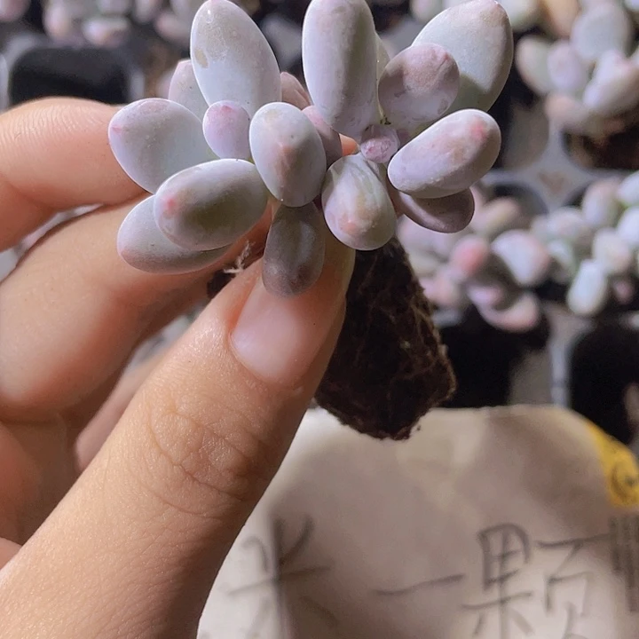 40精品芭比奶酪2颗一组