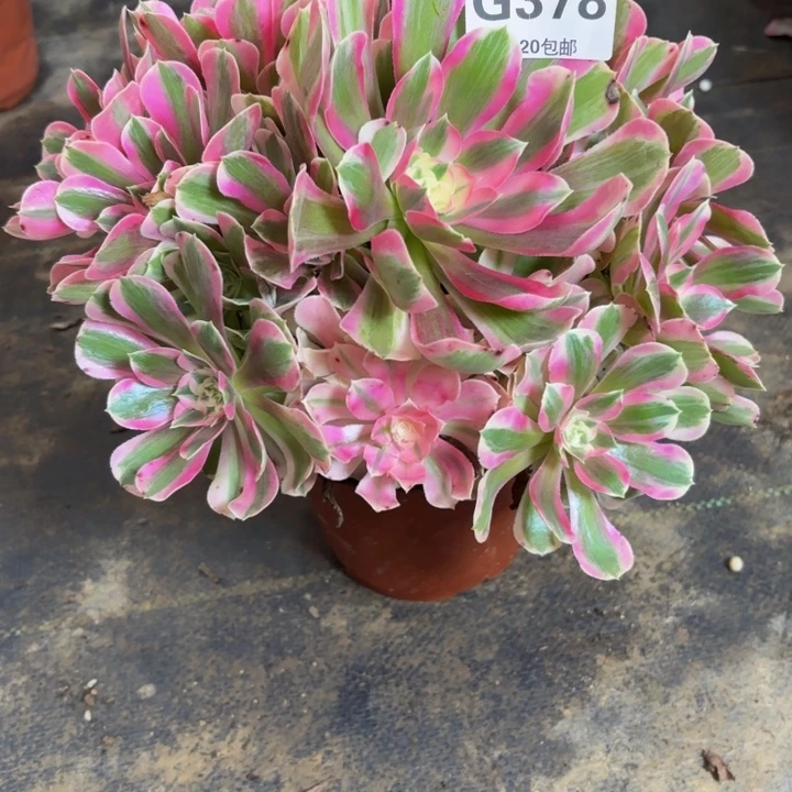 瑞妈多肉园艺378布，