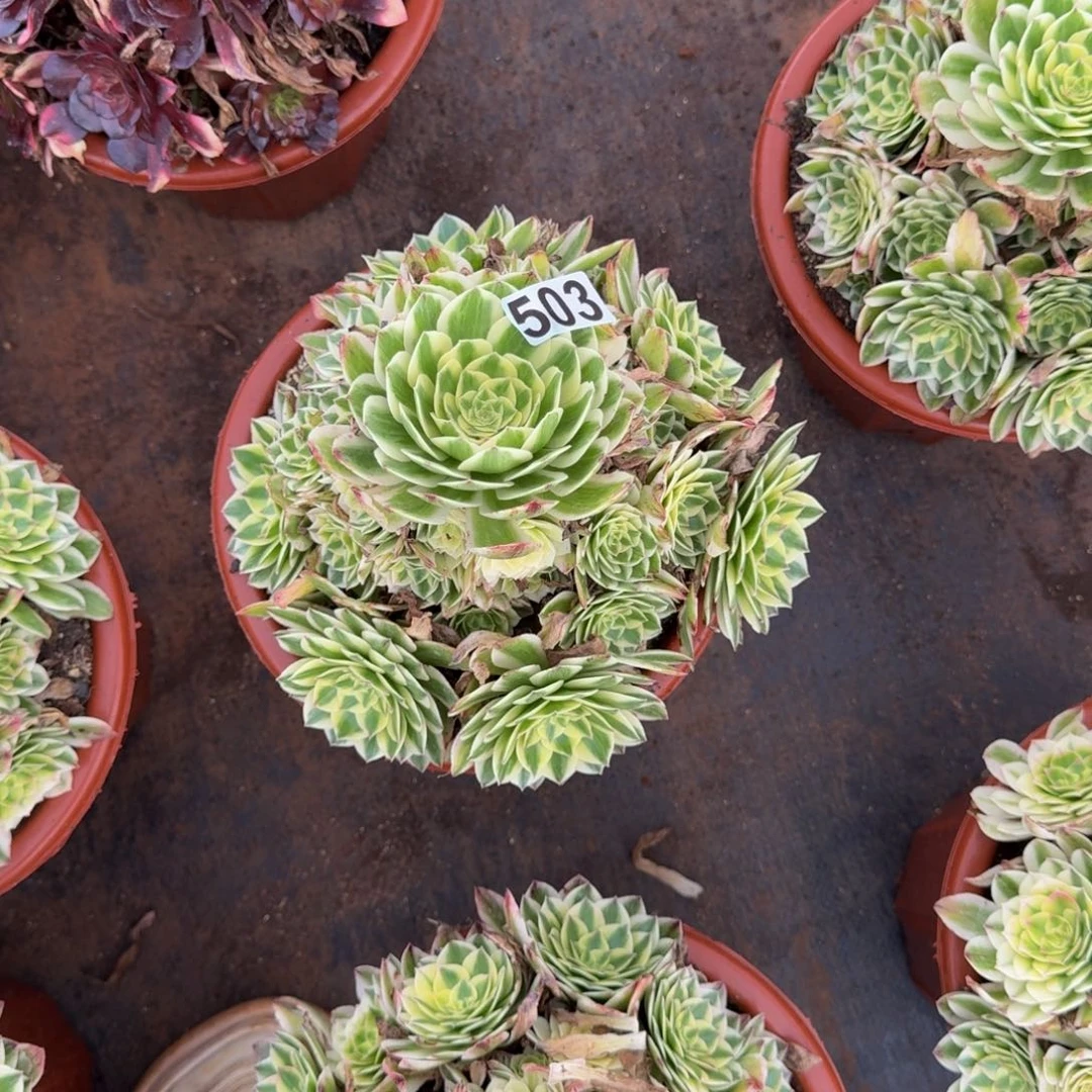 丹***阳503多肉植物多肉植物