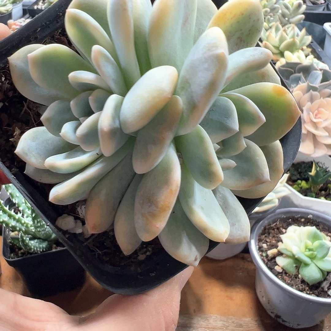 梦露锦 小方花圃一单包邮非偏远