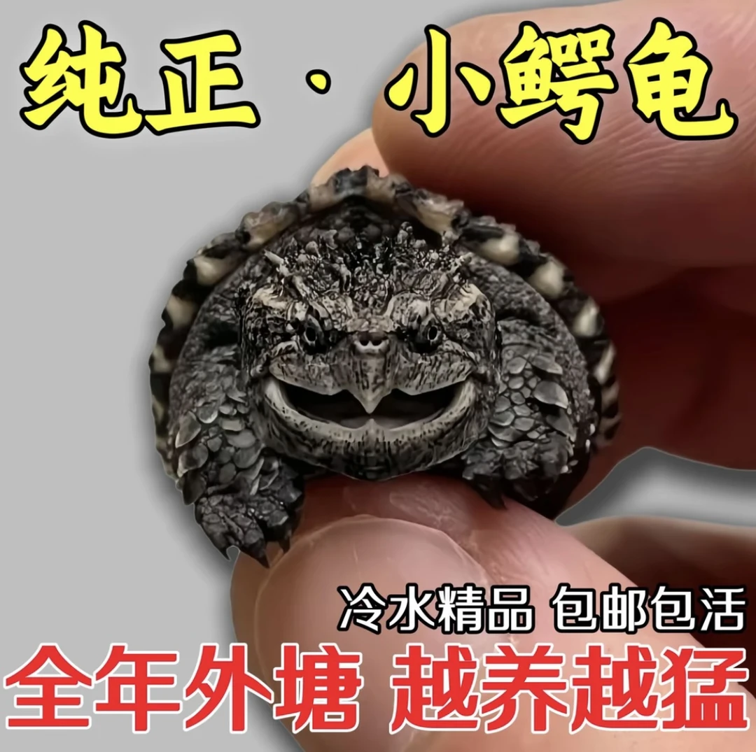 佛鳄北美杂龟苗活体凶猛食肉可家养宠物龟