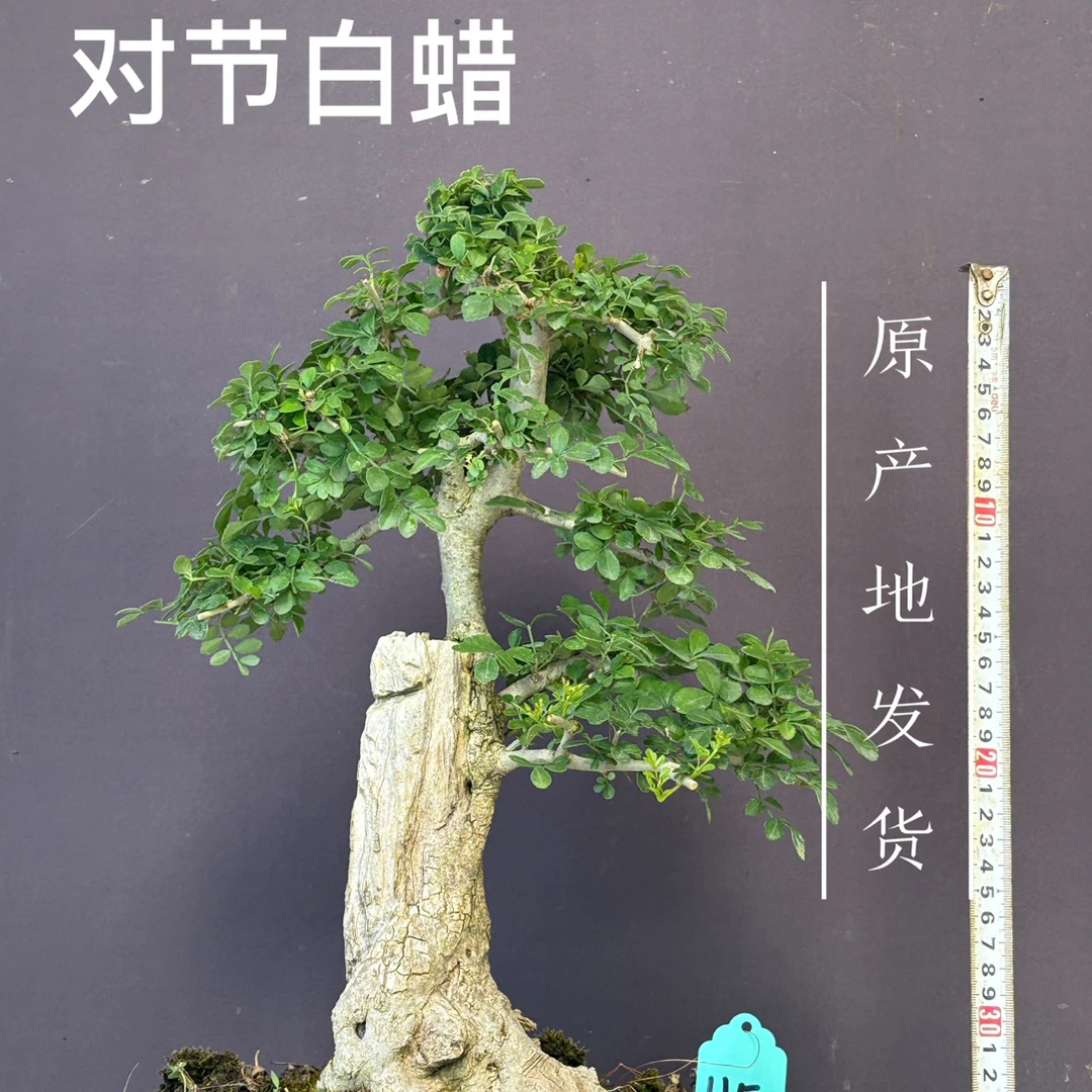 对节白蜡小盆景可练手素材适合庭院阳台
