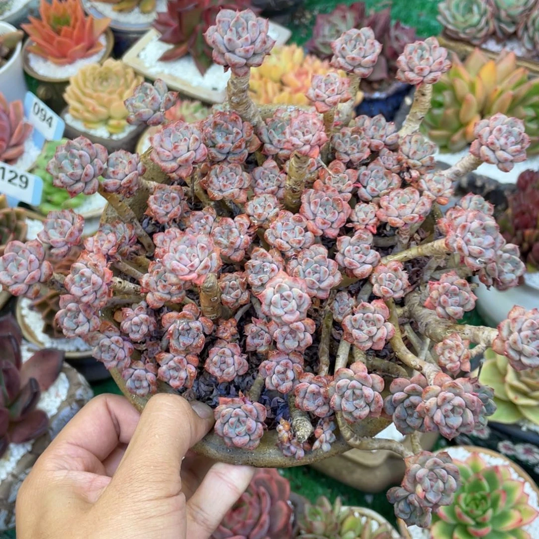 多肉植物盆栽多肉