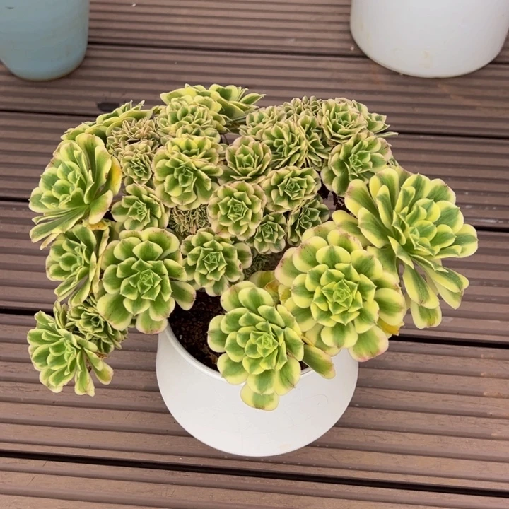 迈巴赫朵朵缀（脱土发）