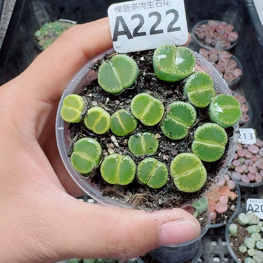 222多肉植物多肉植物