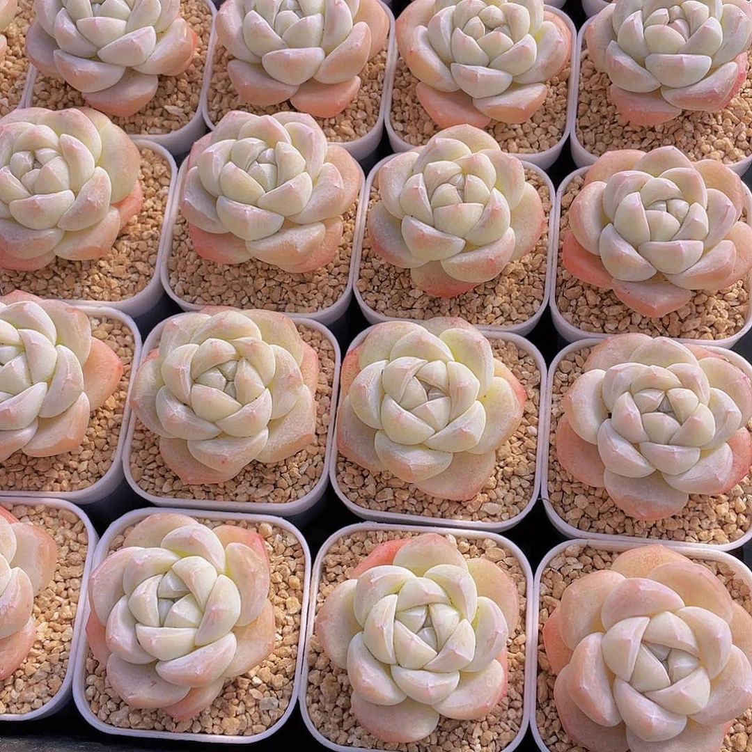 量拍100号 樱花钻石冰玉单头2个