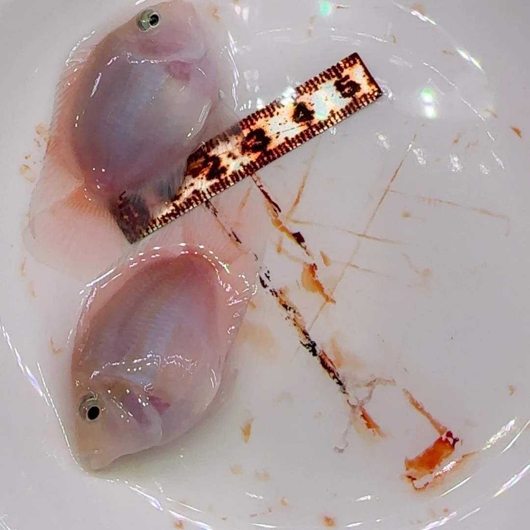 鹦鹉鱼胭脂粉公2只