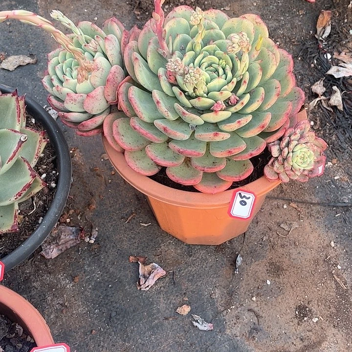 30三文鱼一物一拍多肉