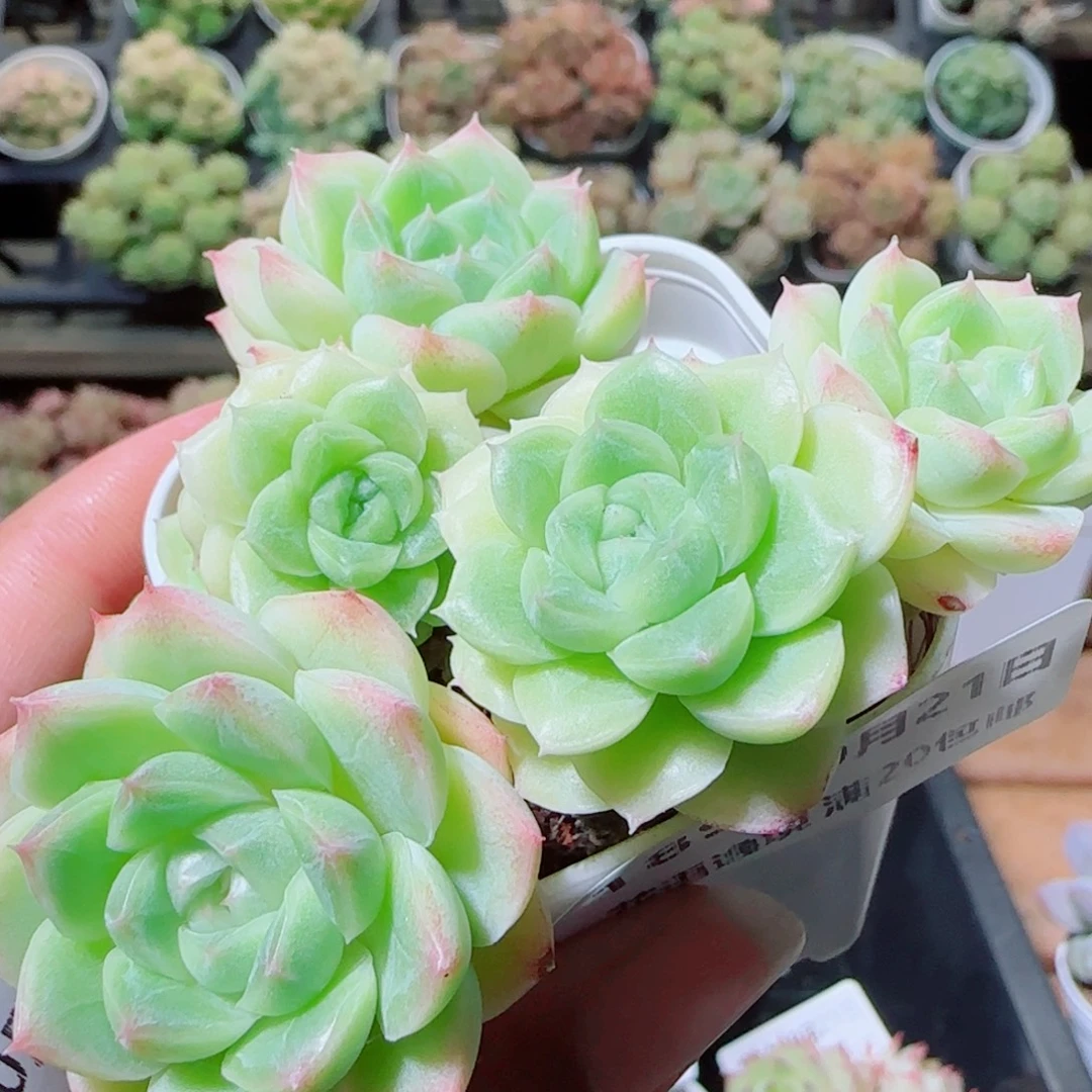 花语逸镜1021-189麦秆散