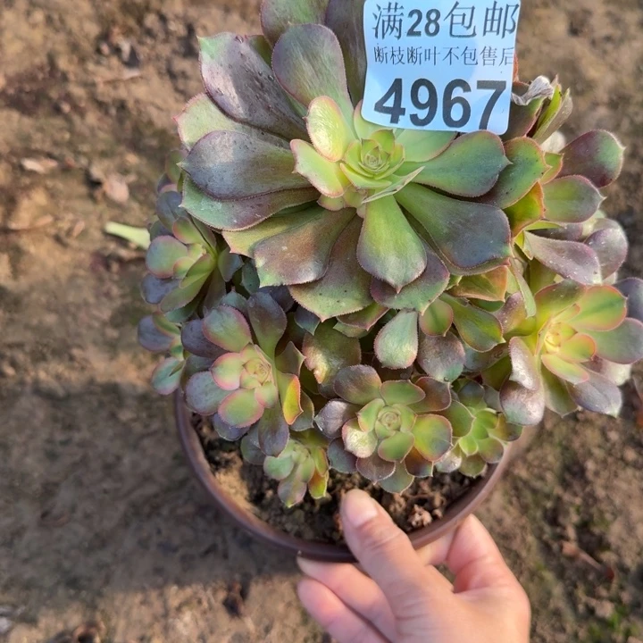 4967流星雨不包断枝