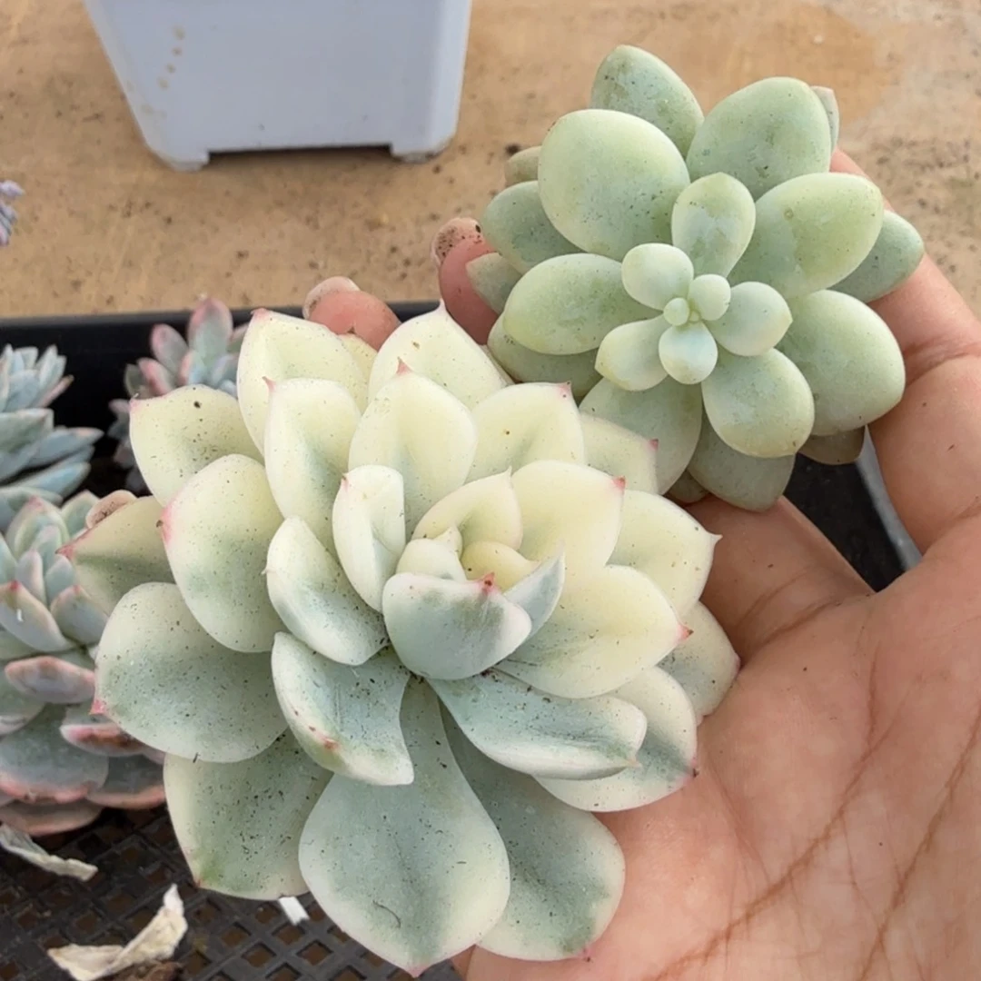 一组到如今的锦多肉锦