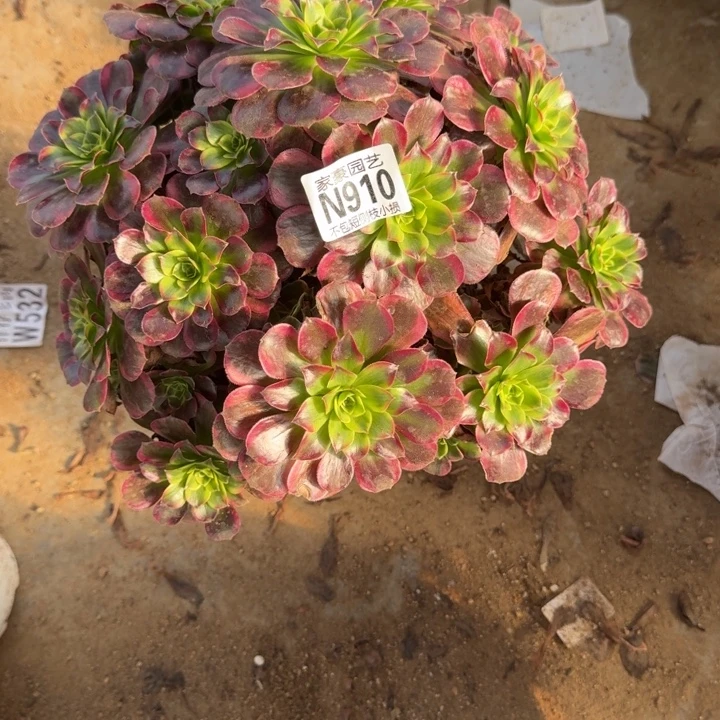 910安娜官服 30左右2