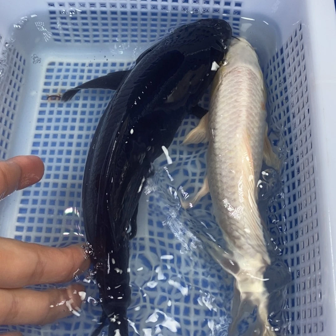锦鲤冷水锦鲤包邮
