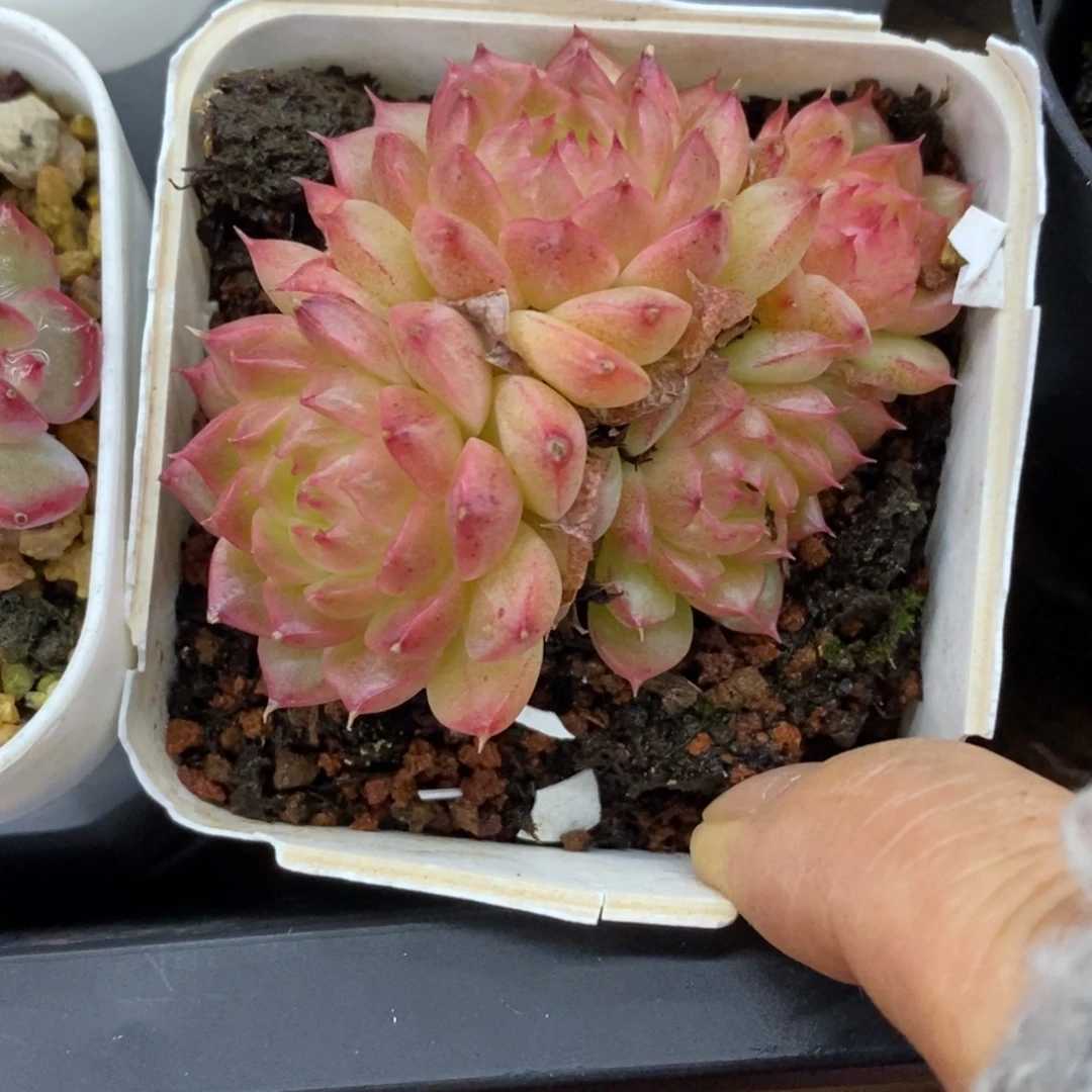 精品多肉一物拍不包整290