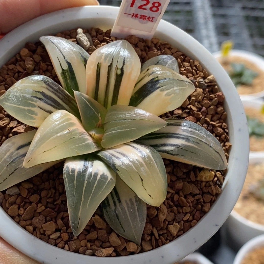 128号红纹寿锦多肉