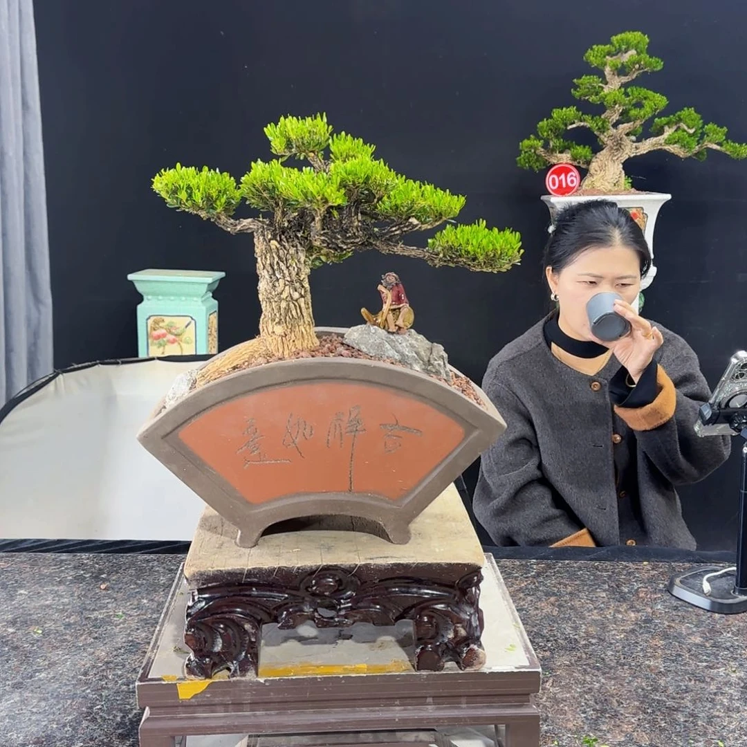 当前无花朵，栽培后可花朵