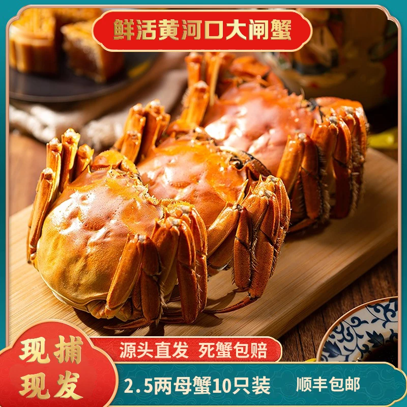 【活蟹】大闸蟹母蟹2.5两10只装