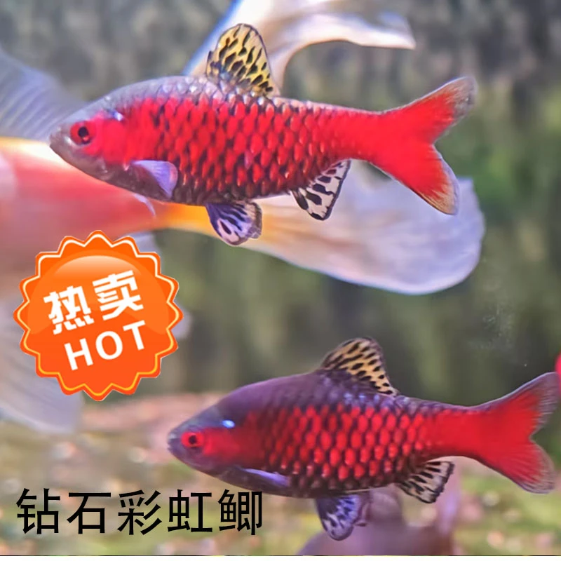 钻石彩虹鲫全公冷水观赏鱼