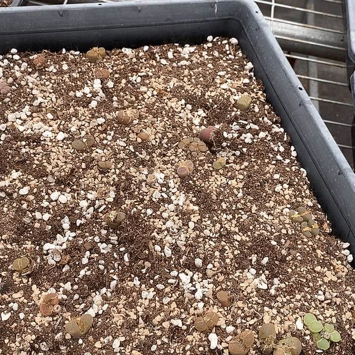 7550一筐风铃有伤