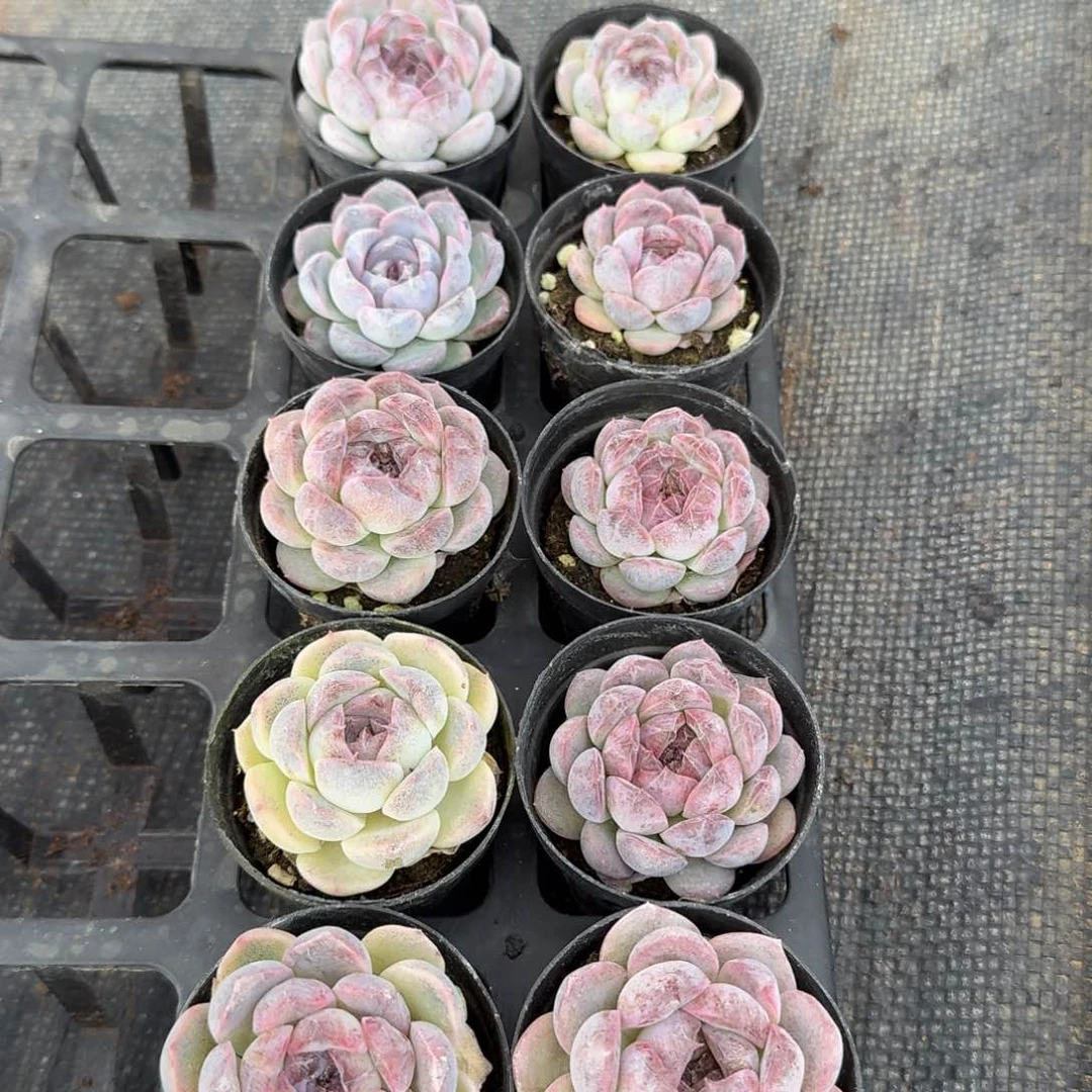 黑水晶杂交月影杂交梦露一颗15-248